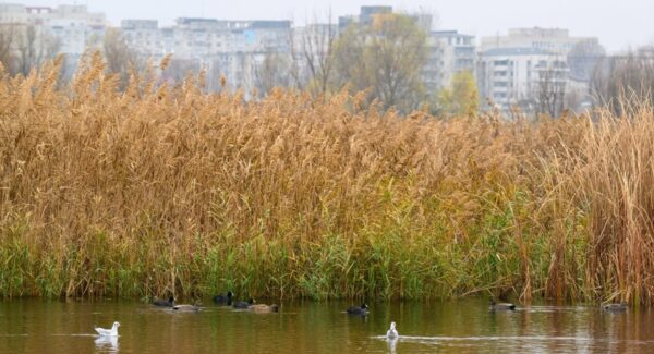 Tururi ghidate gratuite în Parcul Natural Văcărești familii
