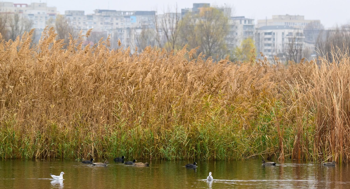 Tururi ghidate gratuite în Parcul Natural Văcărești familii