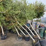 copac plantat în Sectorul 4