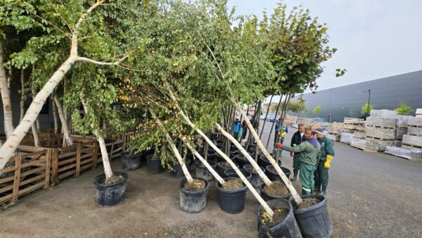 copac plantat în Sectorul 4
