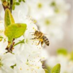 Târgul Național al Mierii