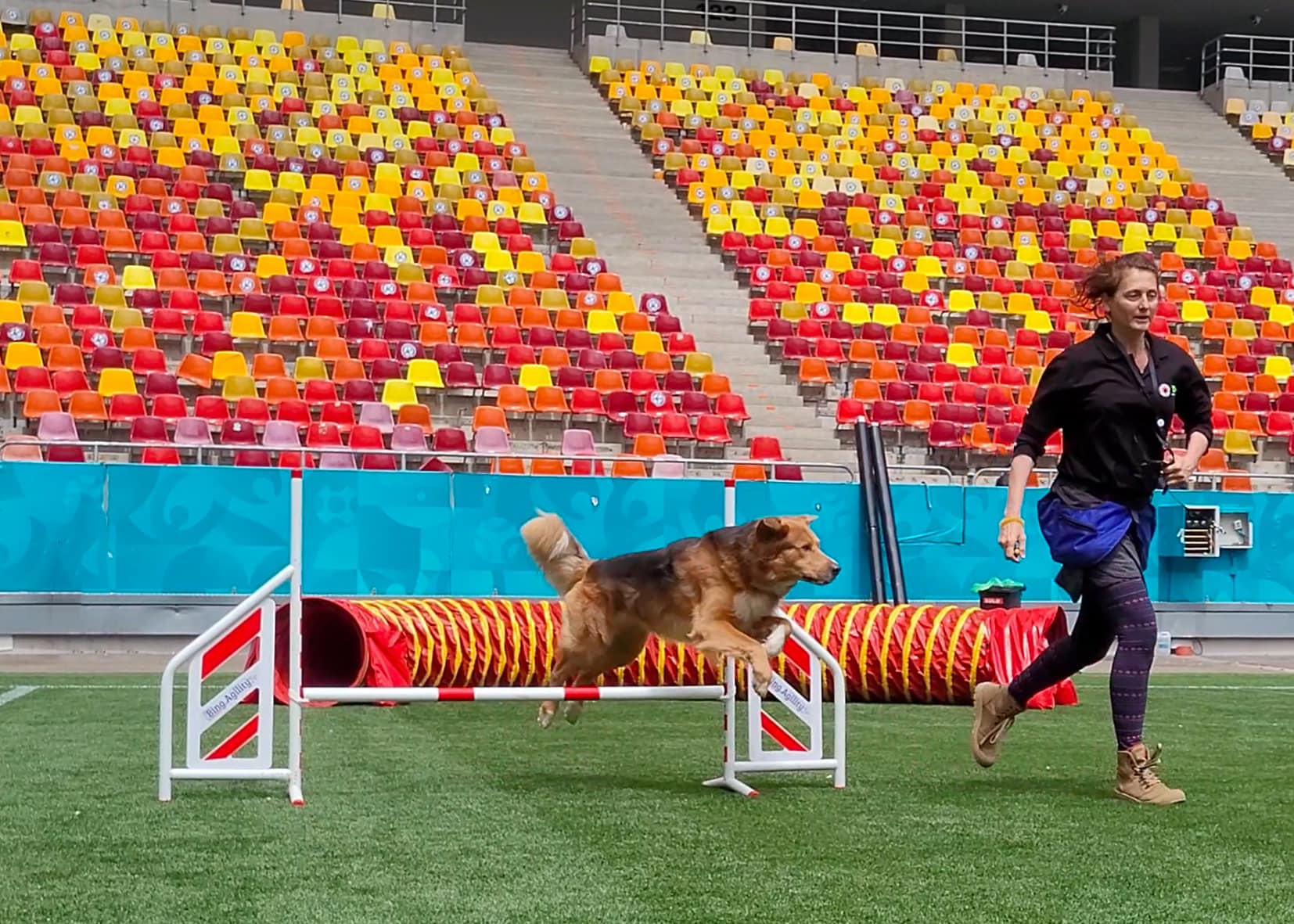ASPA | Târg de adopții pentru animalele de companie, pe Arena Națională