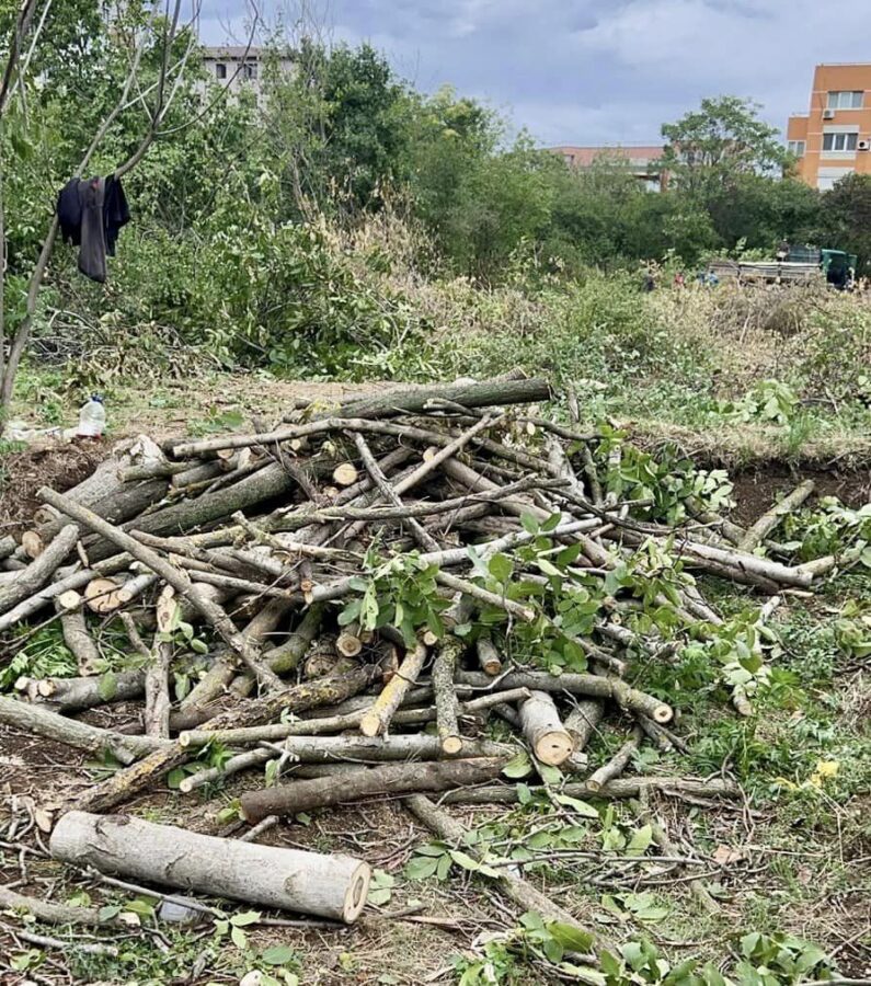 Defrișări ilegale pe Bulevardul Timișoara/ Foto: FB/ PS6