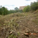 Defrișări ilegale pe Bulevardul Timișoara/ Foto: FB/ PS6