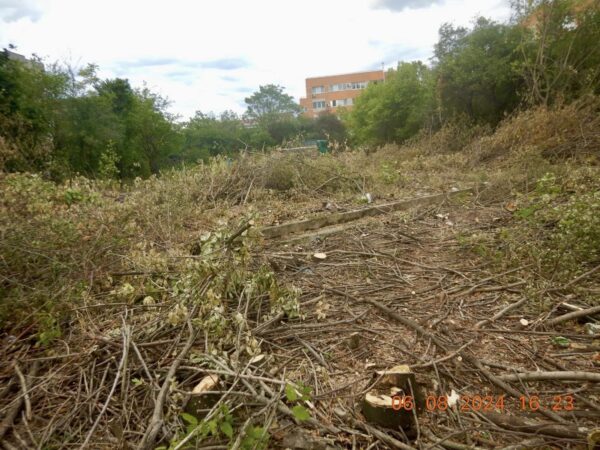 Defrișări ilegale pe Bulevardul Timișoara/ Foto: FB/ PS6