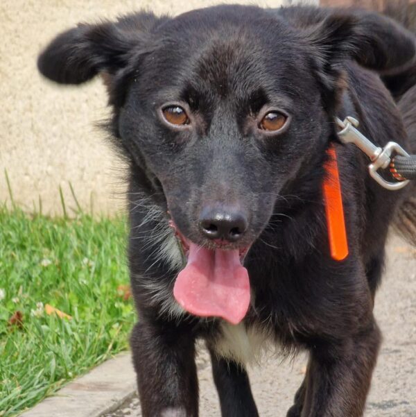 mizeria lăsată de animale de companie