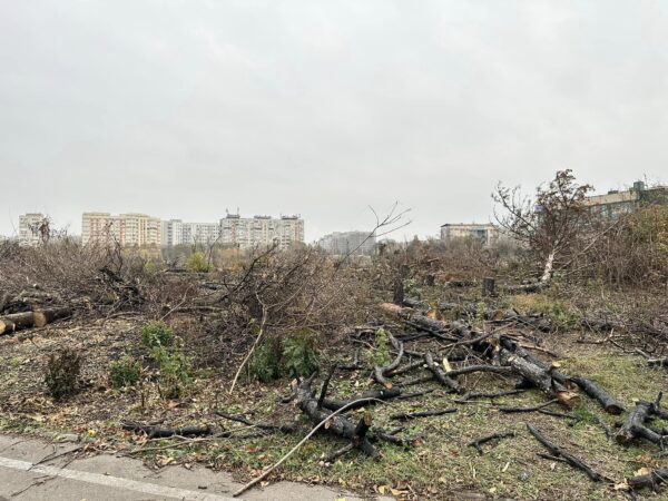 44 dosare penale pentru Parcul IOR. Distrugerea continuă, cu poliţia de faţă, care ameninţă cetăţenii, nu drujbaşii. Foto: Robert Ruxandrescu