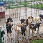 Protecția Animalelor Ilfov început recensământul „câinilor industriali”. FOTO: Protecția Animalelor CJ Ilfov
