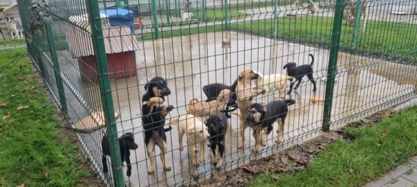 Protecția Animalelor Ilfov început recensământul „câinilor industriali”. FOTO: Protecția Animalelor CJ Ilfov