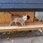 Săptămâna această vor fi amplasate ultimele căsuțe pentru pisici. FOTO: PS6