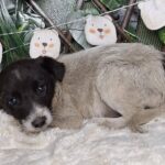 ASPA | Târg de adopții de căței, în weekend. FOTO: ASPA