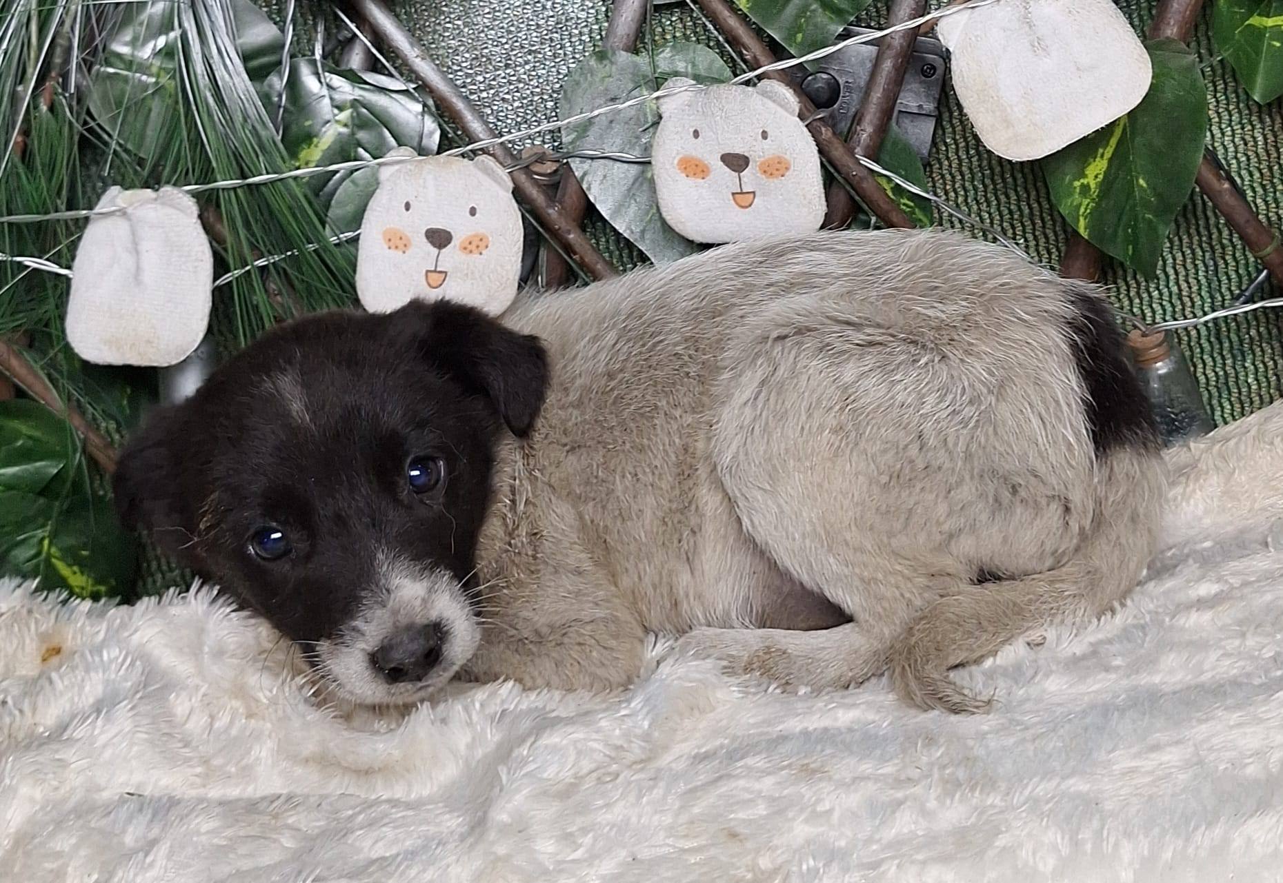 ASPA | Târg de adopții de căței, în weekend