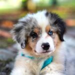 târg de adopţii