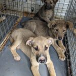 Câinii fără stăpân, din adăposturi, ar putea fi adoptați temporar. Programul „Foster pentru adopție" intră în dezbaterea Consiliului General. FOTO: ASPA Bragadiru