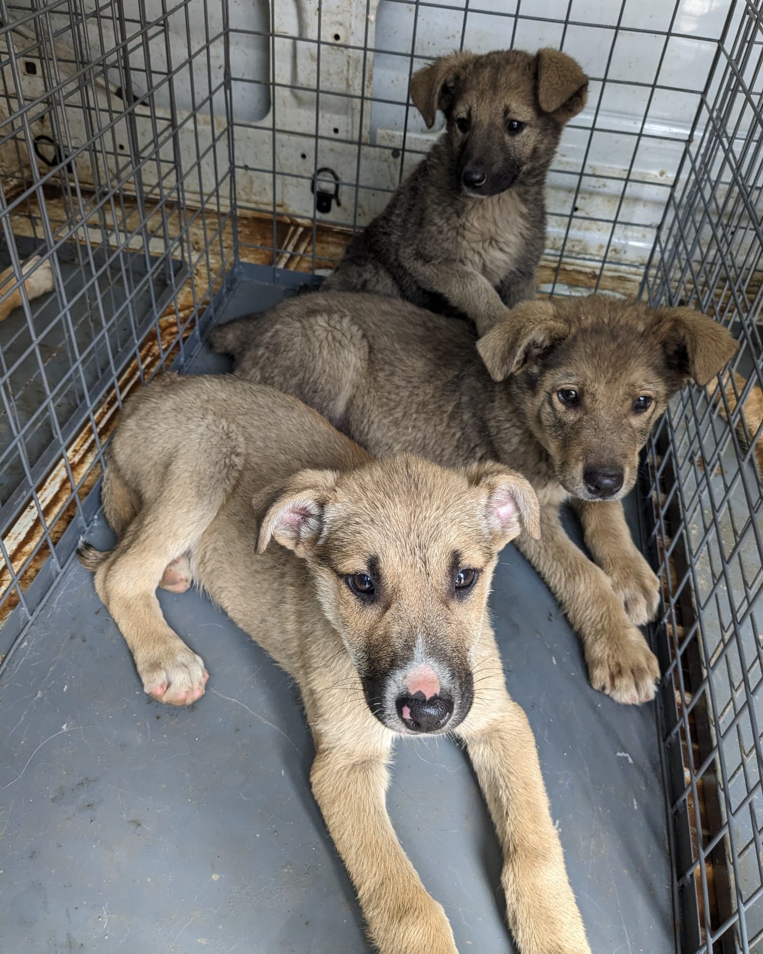 Câinii fără stăpân, din adăposturi, ar putea fi adoptați temporar. Programul „Foster pentru adopție" intră în dezbaterea Consiliului General. FOTO: ASPA Bragadiru