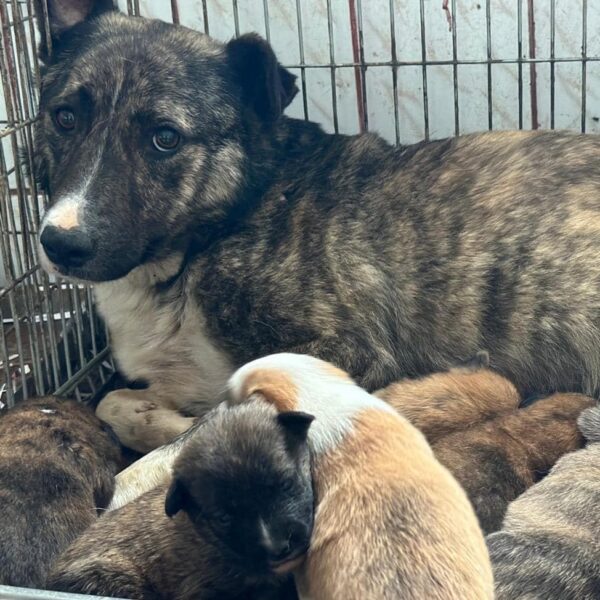 200 de căței, care aparțin ASPA Mihăilești ar putea fi mutați în Adăpostul Tînganu. FOTO: Arhiva