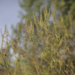 Problema infestării cu ambrozie, în sectoarele din Capitală