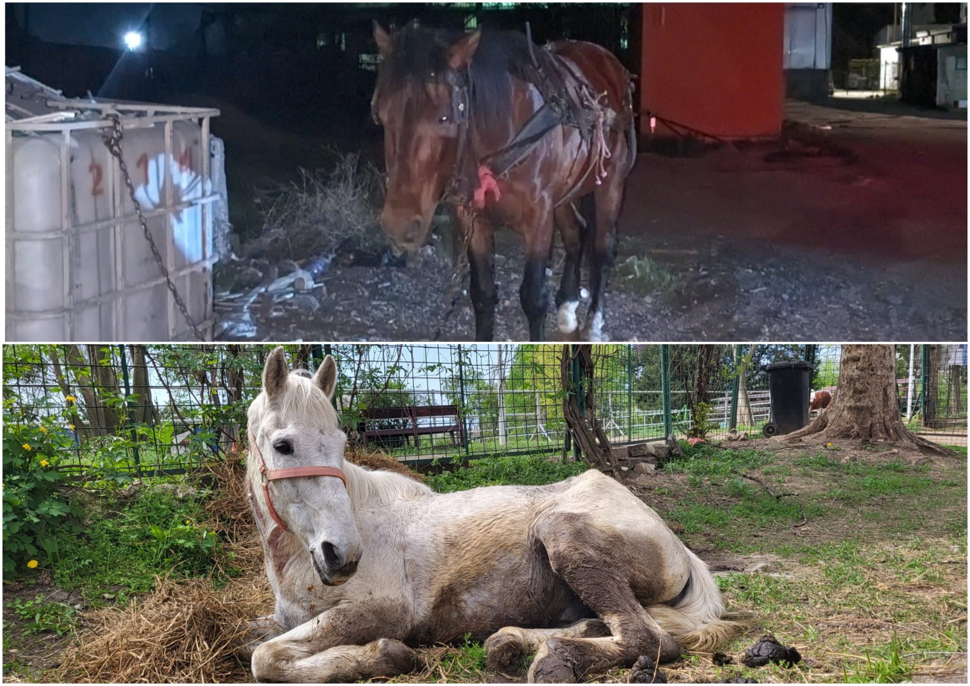 Cai salvați de autorități și duși la adăpostul „Steaua Speranței”!