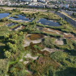 Zeci de organizații cer ministrului Mediului aprobarea urgentă a planului care ar salva Delta Văcărești