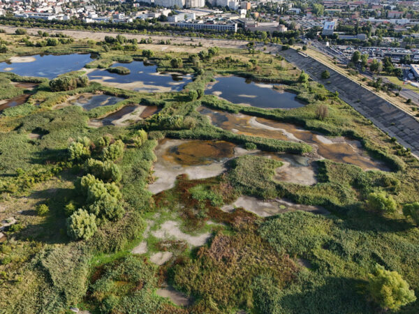 Zeci de organizații cer ministrului Mediului aprobarea urgentă a planului care ar salva Delta Văcărești