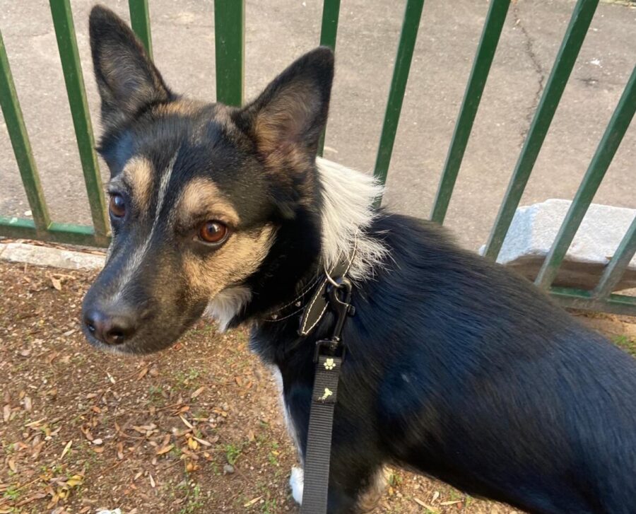 Noul impozit pentru primirea câinilor din adăposturile publice- informația zilei