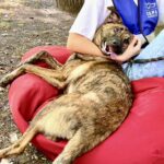Rocky părăseste Capitală. FOTO: Facebook / ASPA