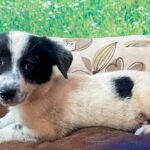 Târg de adopții de căței în Parcul Titan/ Foto: FB/ ASPA