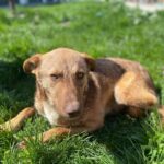 ASPA | Continuă campania „STOP ABANDON!” Cum adoptăm responsabil. FOTO: Arhiva