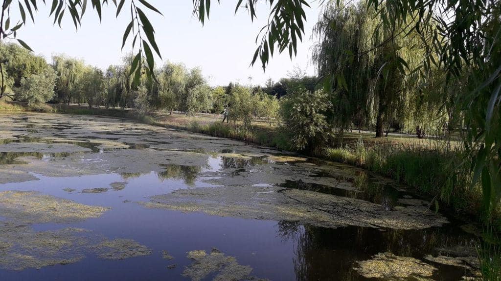 Trei tratamente de combatere a larvelor de țânțari, în luna iulie. FOTO: Arhiva