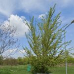 Un teren viran din Sectorul 4 ar putea fi transfomat în parc sau pădure urbană. Foto: Google Maps