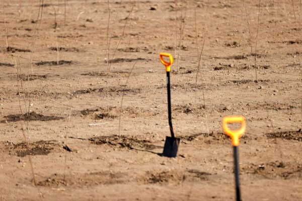 Primele plantări din viitoarea Centură Verde București-Ilfov. Foto: Guvernul României