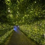 Parcul Kiseleff a devenit o locație instagramabilă. A fost instalată o instalație de vâsc, unică în peisajul bucureșteni. FOTO: PS1