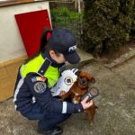 37 de amenzi pentru nerespectarea legii care prevede microciparea și sterilizarea animalelor. FOTO: CJI