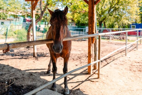 49 de cai salvați de pe străzi pot fi vizitați. „Au lăsat în urmă povești triste”. Foto Facebook Nicușor Dan