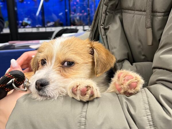 Adăpostul pentru câini de la Mihăilești