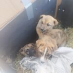 11 autoturisme de teren ar putea intra în dotarea ASPA București. Proiectul se dezbate în CGMB. FOTO: ASPA