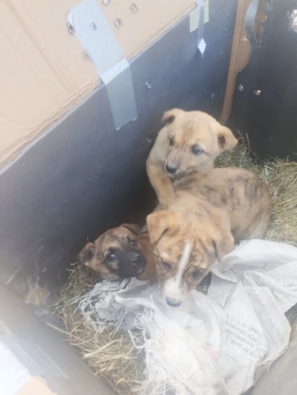 11 autoturisme de teren ar putea intra în dotarea ASPA București. Proiectul se dezbate în CGMB. FOTO: ASPA