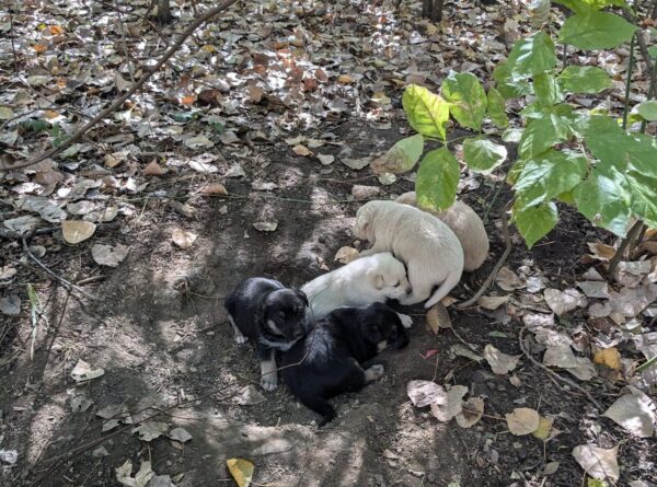 44 de câini capturați în București în doar o săptămână. Foto ASPA