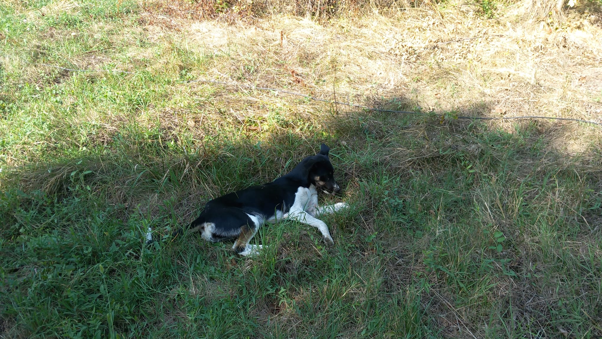 ASPA organizează un nou târg de adopții, în week-end