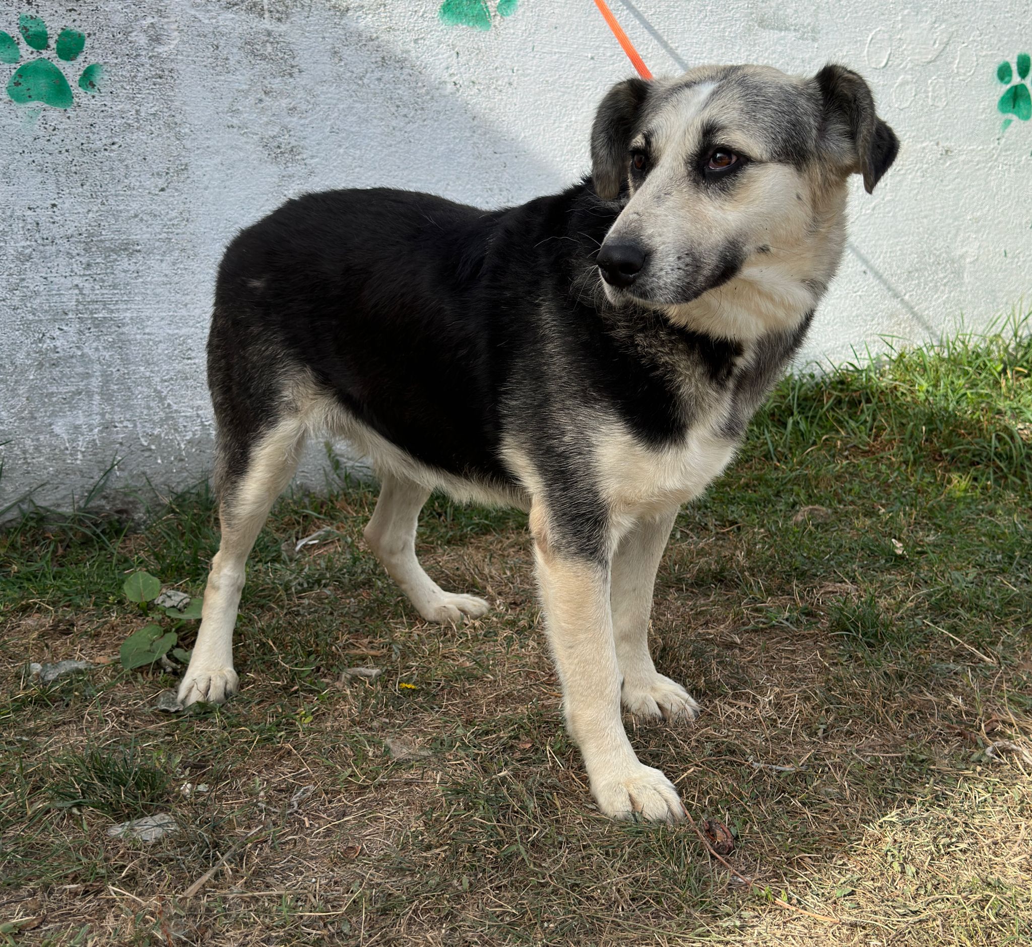 Târg de adopții pentru căței în Parcul Circului