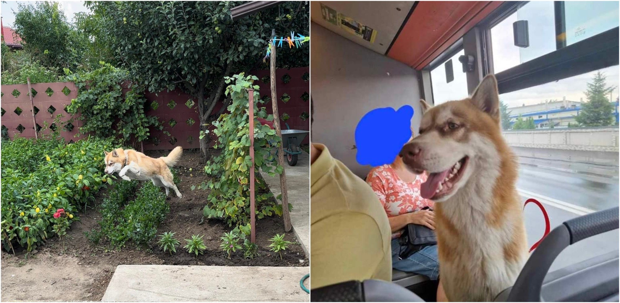 Husky-ul „bercenar”, a cărui aventură prin autobuzele și metroul Capitalei a fost urmărită online, a fost adoptat. Îl cheamă Mark