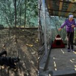 Ţarcuri pentru eliberarea câinilor din lanț. Campanie în Ilfov. Foto: CJ Ilfov