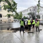 Copacii care reprezintă un pericol iminent vor fi tăiați