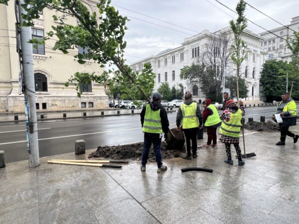 Copacii care reprezintă un pericol iminent vor fi tăiați