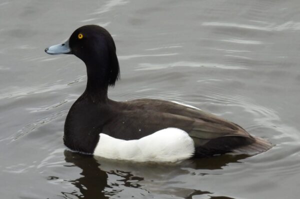 Păsări din Siberia