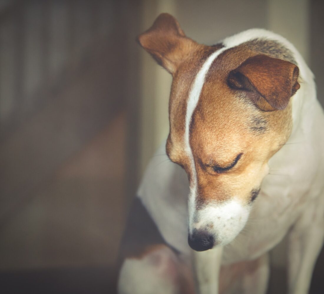 white and brown short coated dog