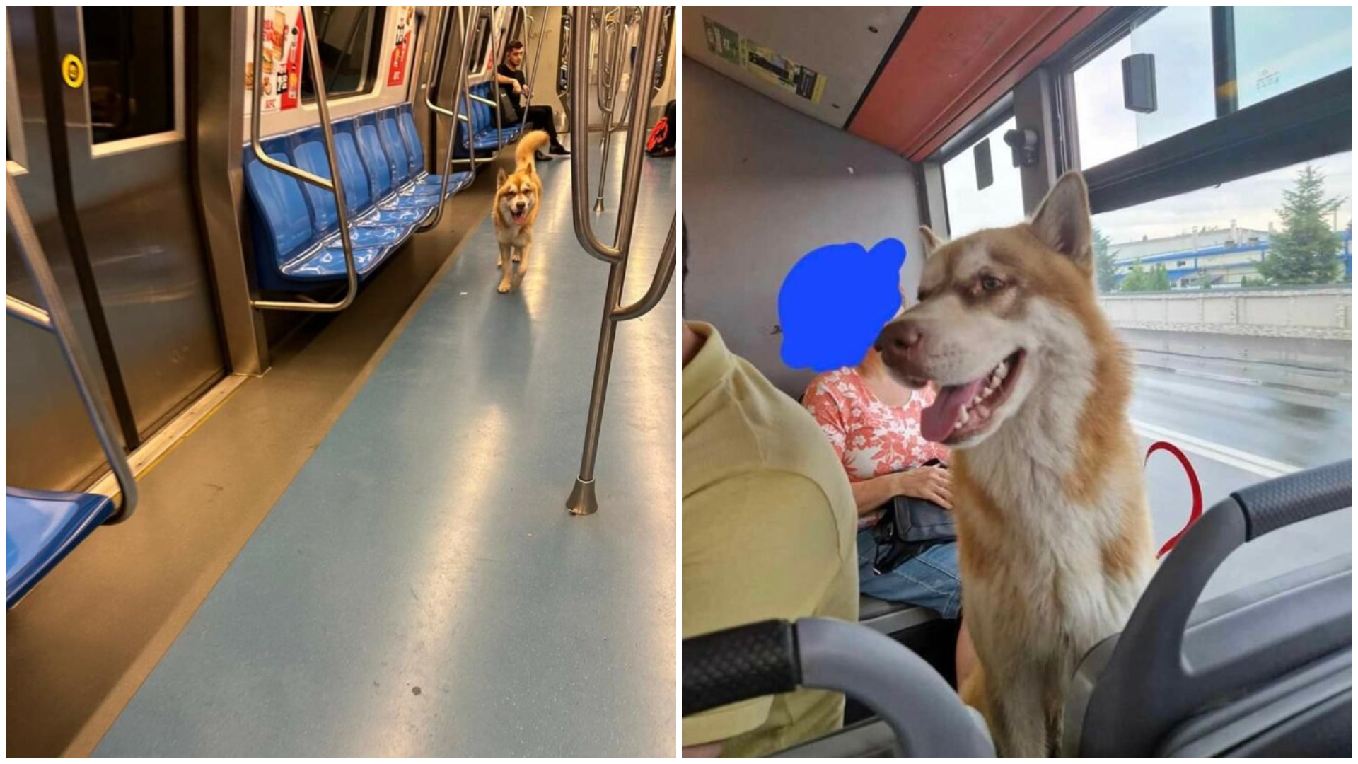 „Reîncarnarea bercenarului” | Aventurile unui husky, prin autobuzele și metroul Capitalei