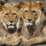 Ziua Mondială a Animalelor, sărbatorită la Zoo București. FOTO: bucurestizoo.ro