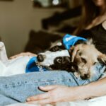 ASPA | Două târguri de adopții de căței, în acest weekend. Foto: Unsplash