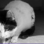 Două pisici din București, bănuite că au luat droguri. FOTO: Arhiva